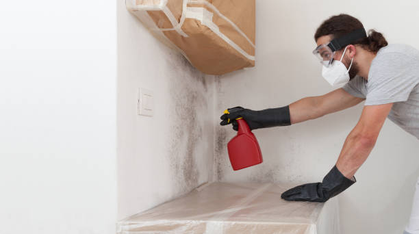 Professional Mold Removal technician working in Columbus, MN