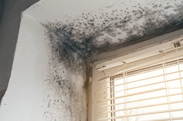 Affordable Mold Removal solutions in Columbus, MN
